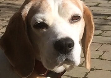 Chester