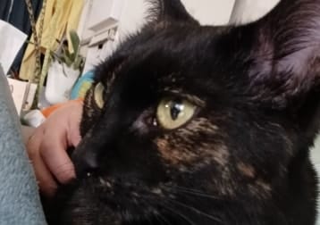 Lori