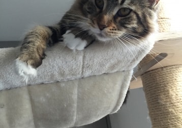 Bella