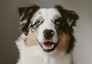Pippa