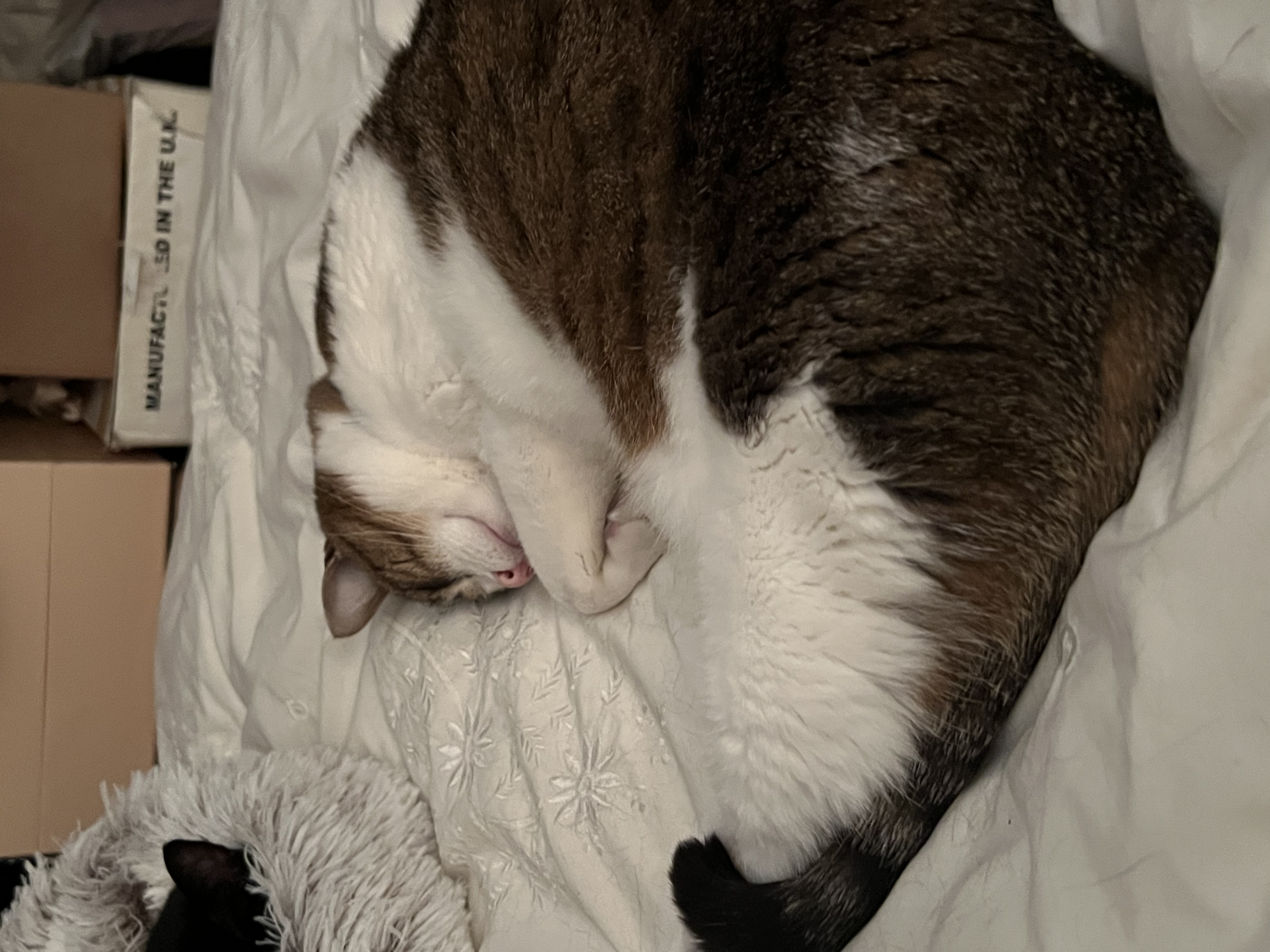 image-5