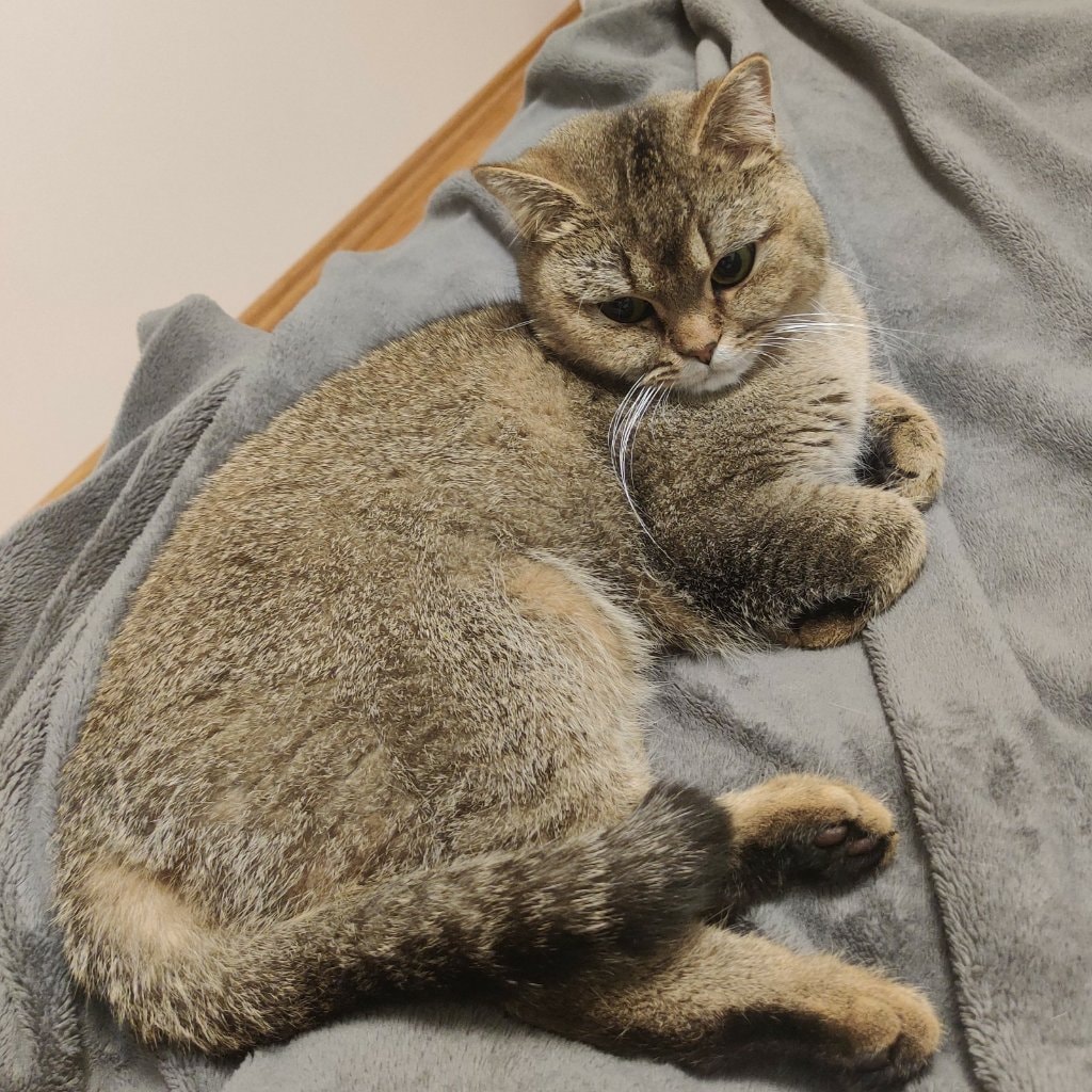 Kami