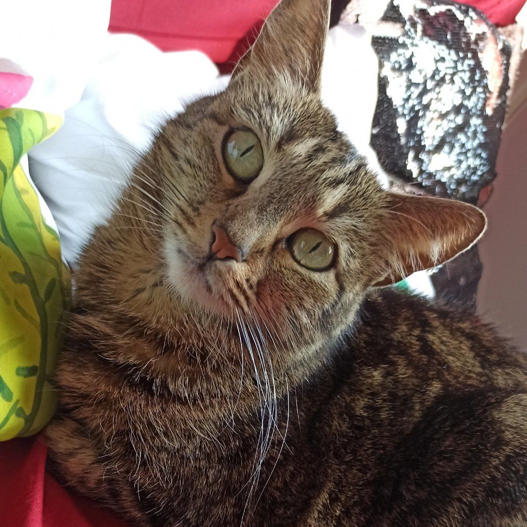 Talia