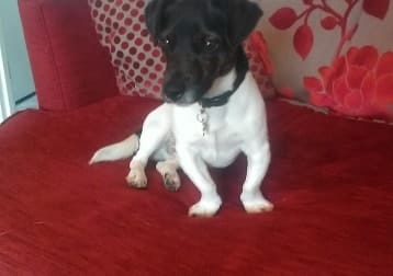Mr Pickles