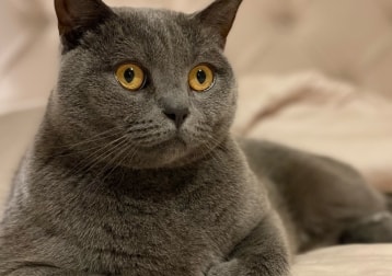Hugo