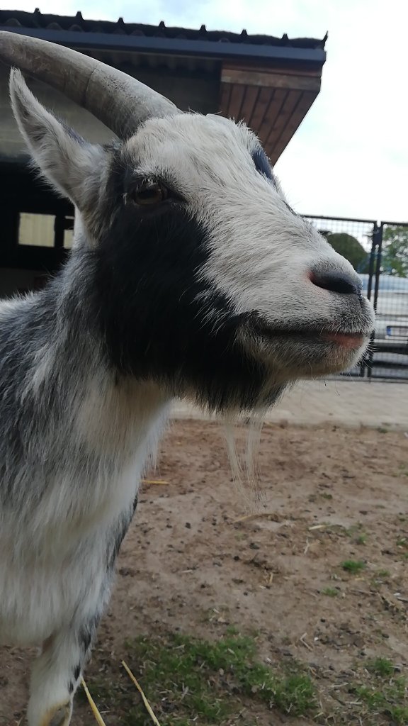 Tom