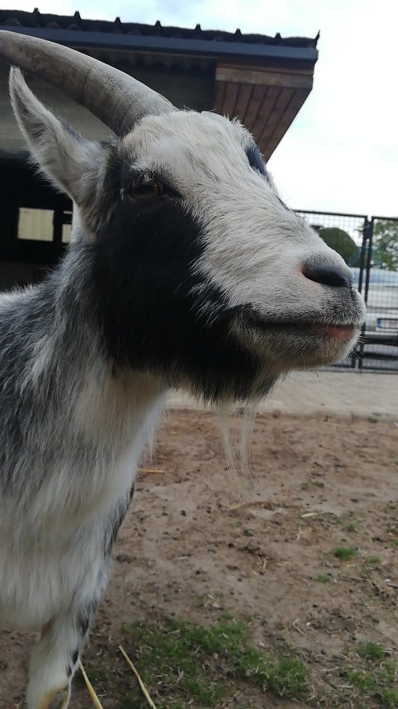 Tom