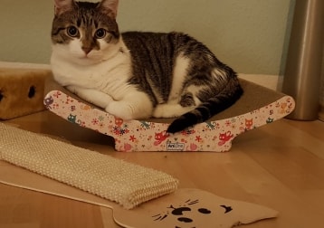Arya