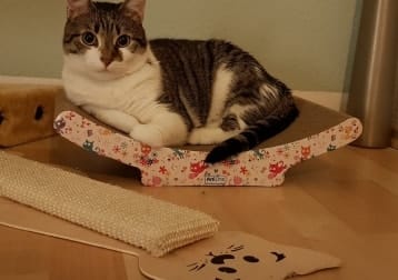 Arya