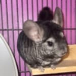 Mischief (chinchillas)