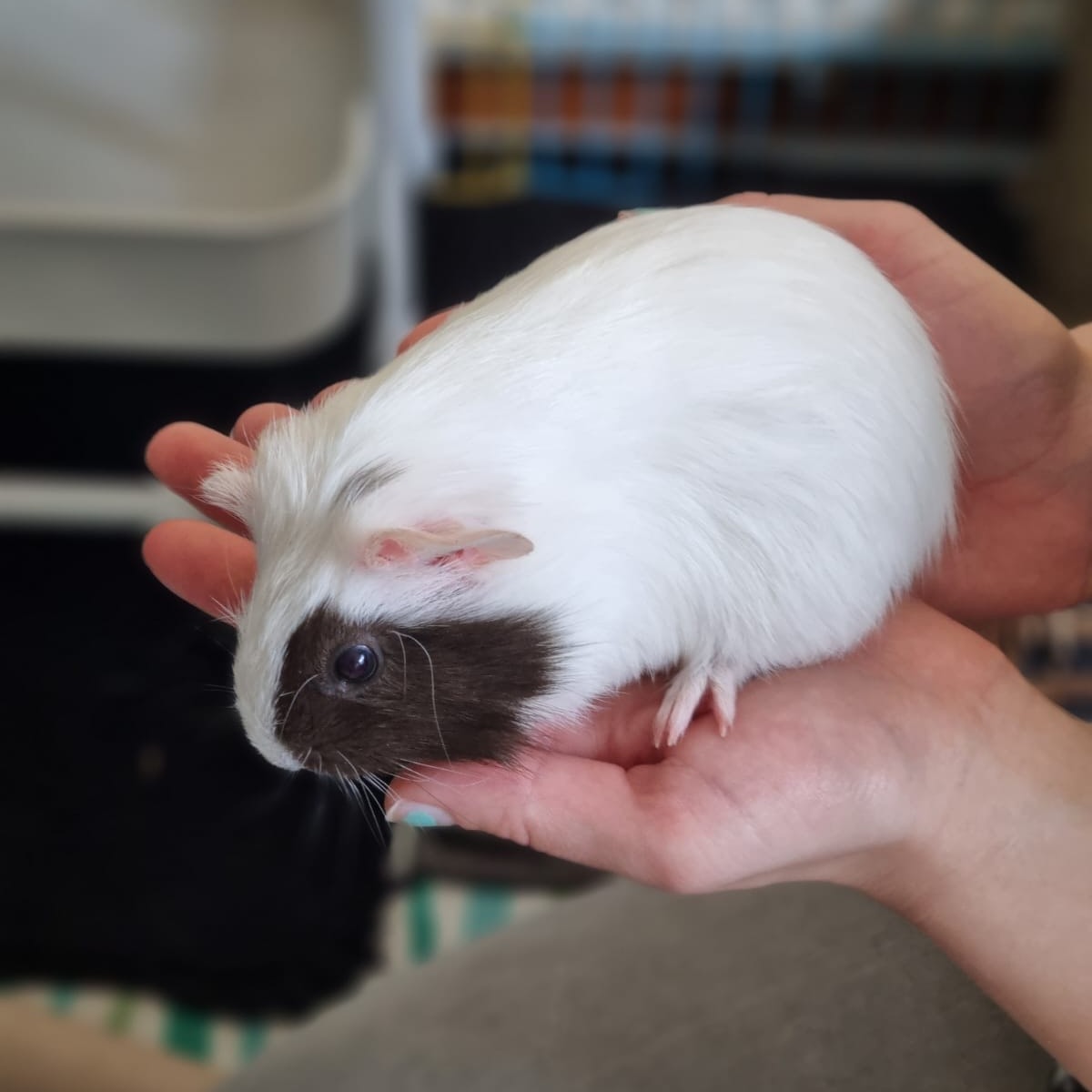 Zorro 