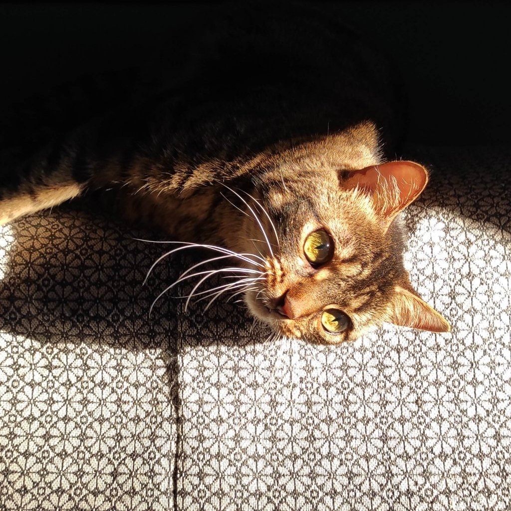 Lila