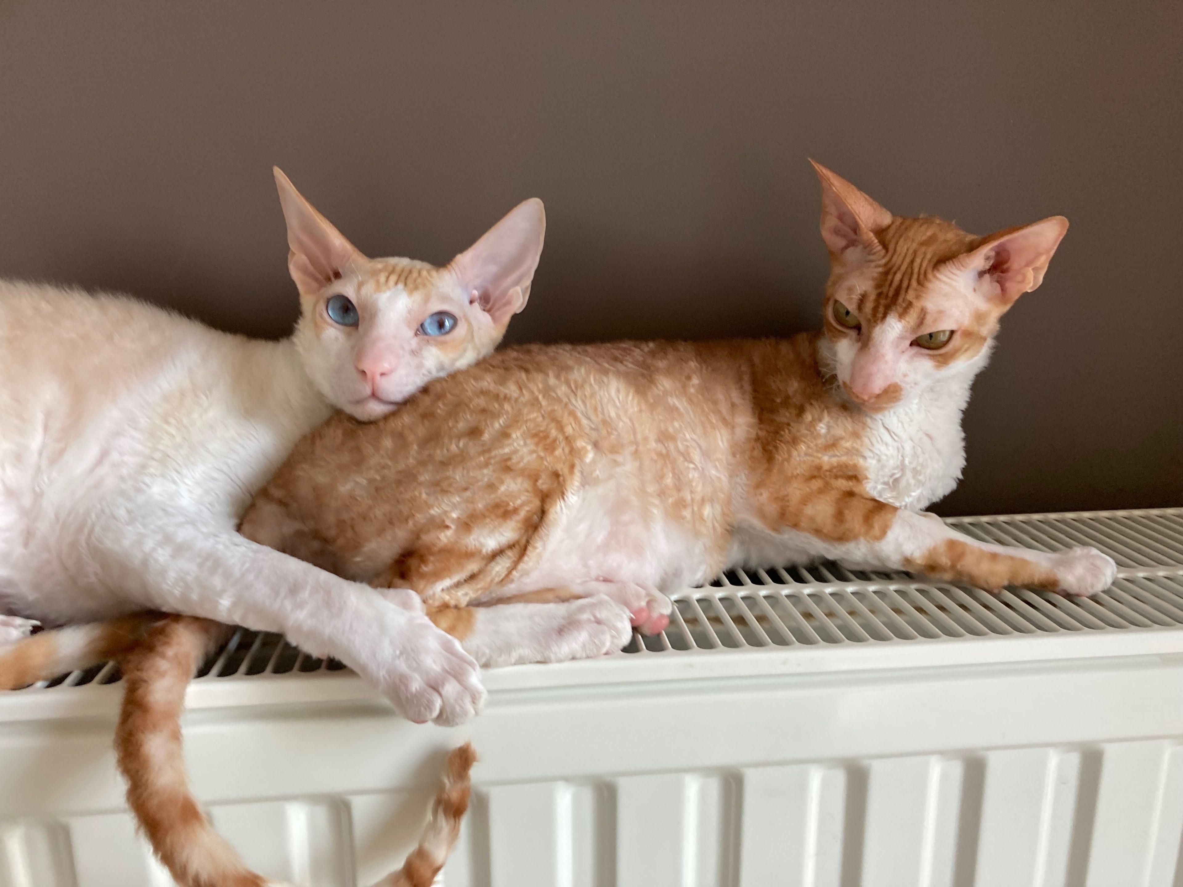 image-7