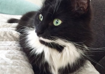 Kira