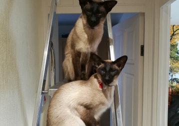 Bradley And Khai