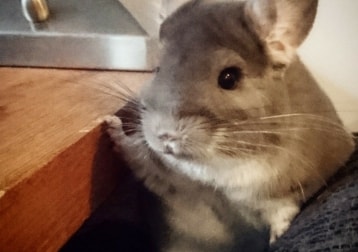 Lola - Chinchilla