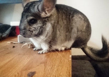 Sassy - Chinchilla 