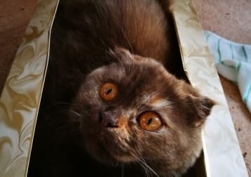 Merida