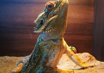 Rupert