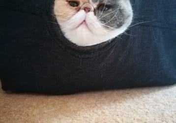 Delilah