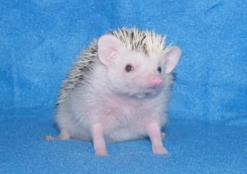 Odin