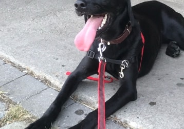 Nala