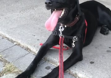 Nala