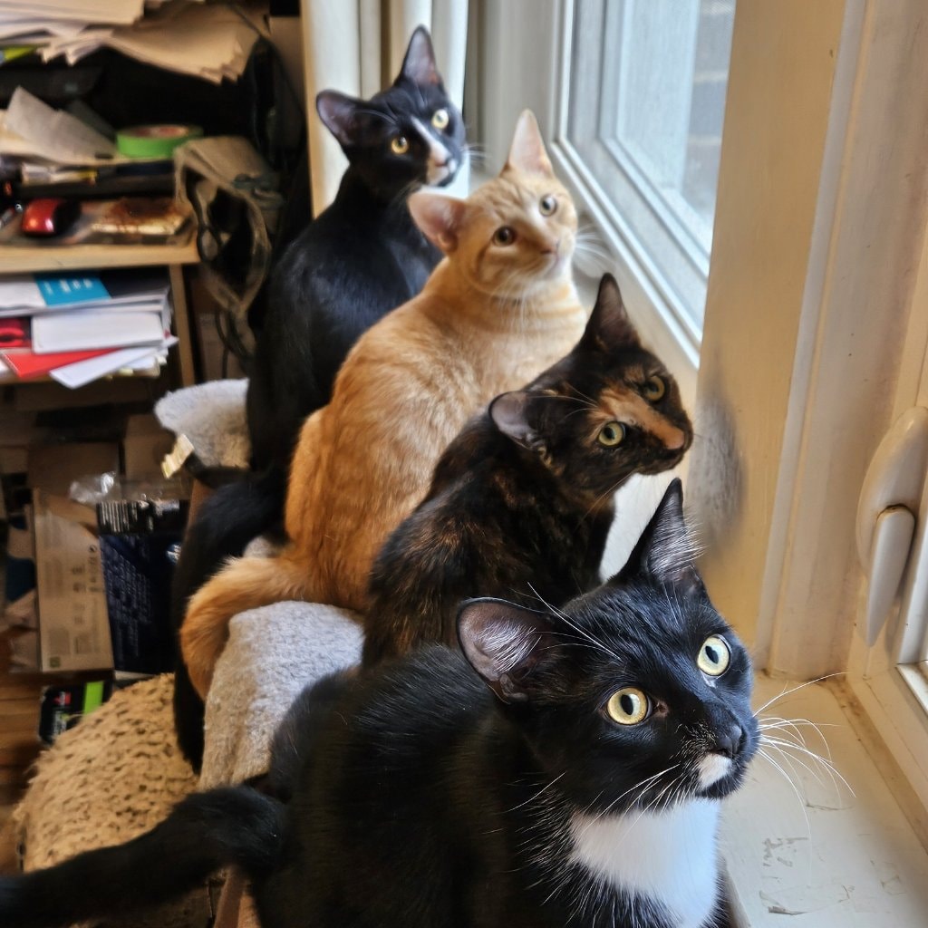 Xander, Benito, Peanut, Xander