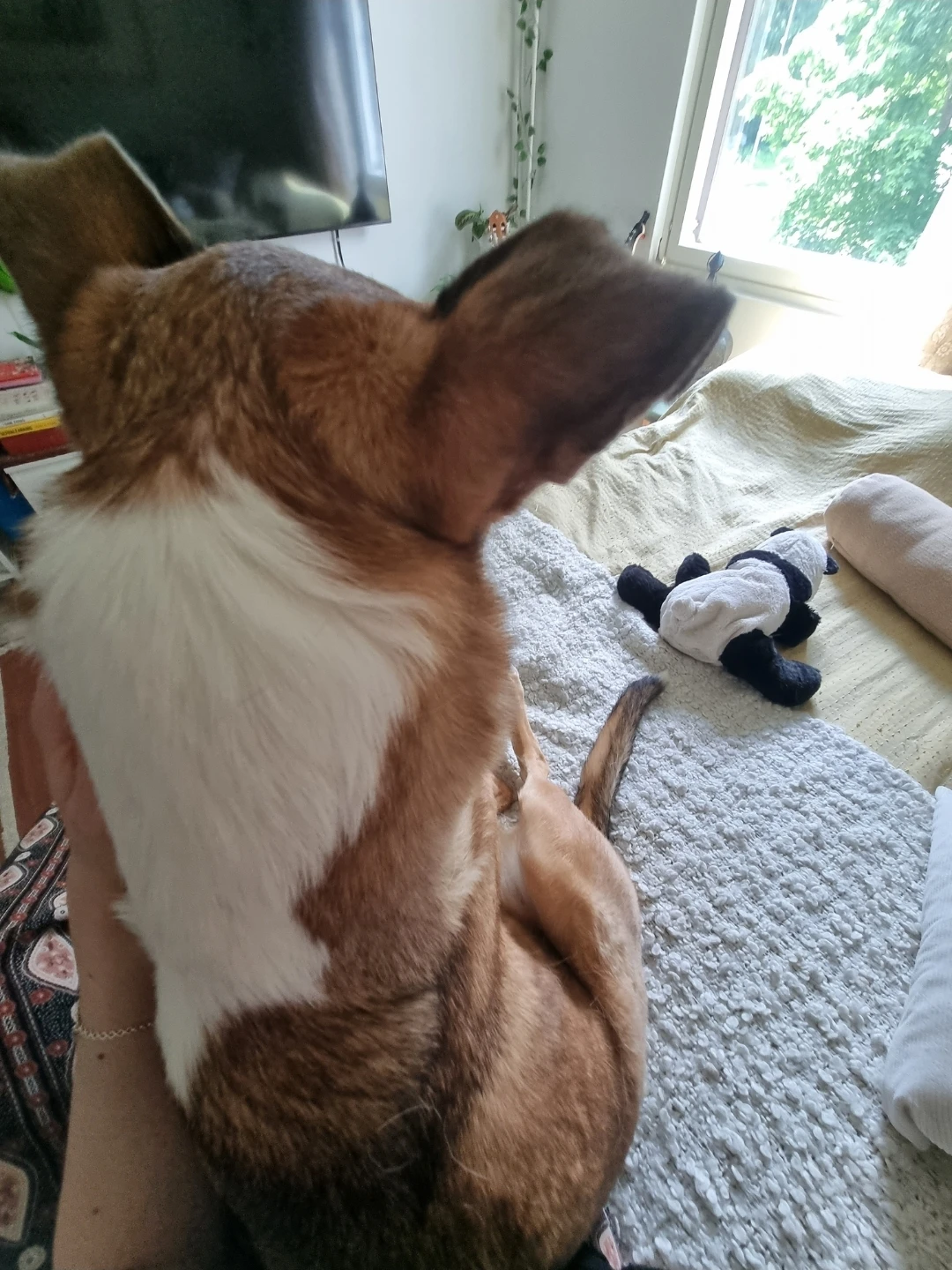 image-18