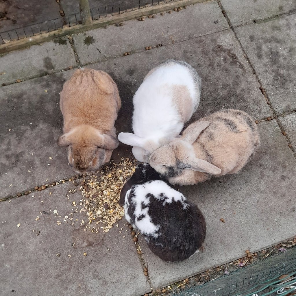 Gijs, Lucas, Lana en Lola