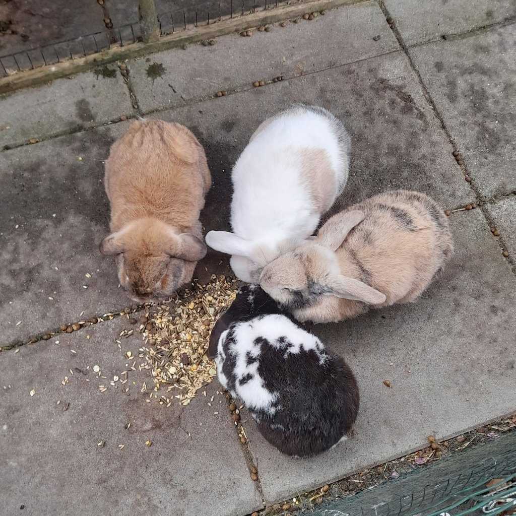 Gijs, Lucas, Lana en Lola