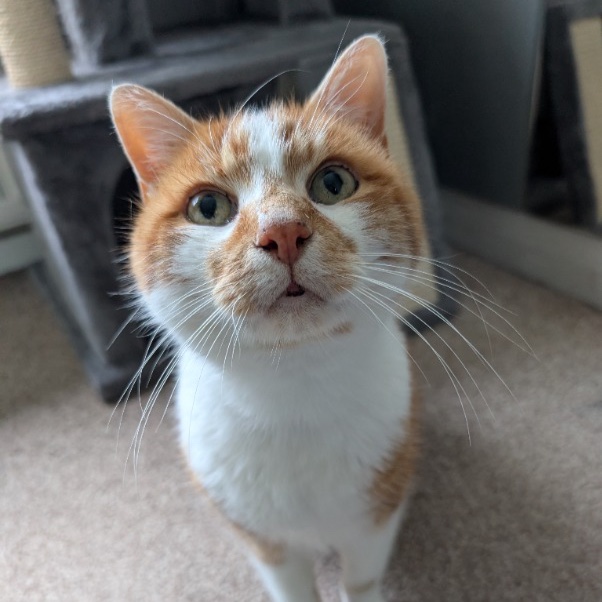 Todd