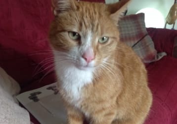 Ginger