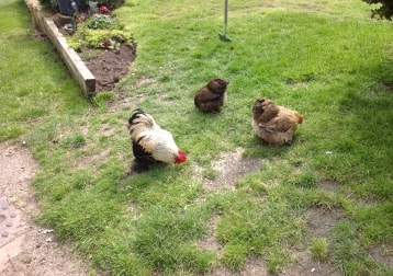 Chickens