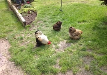 Chickens
