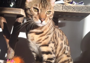 Tuco 