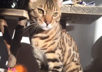 Tuco