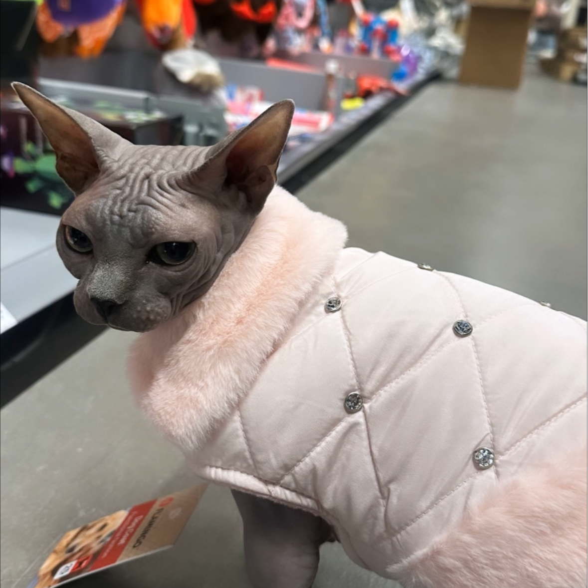Bibi