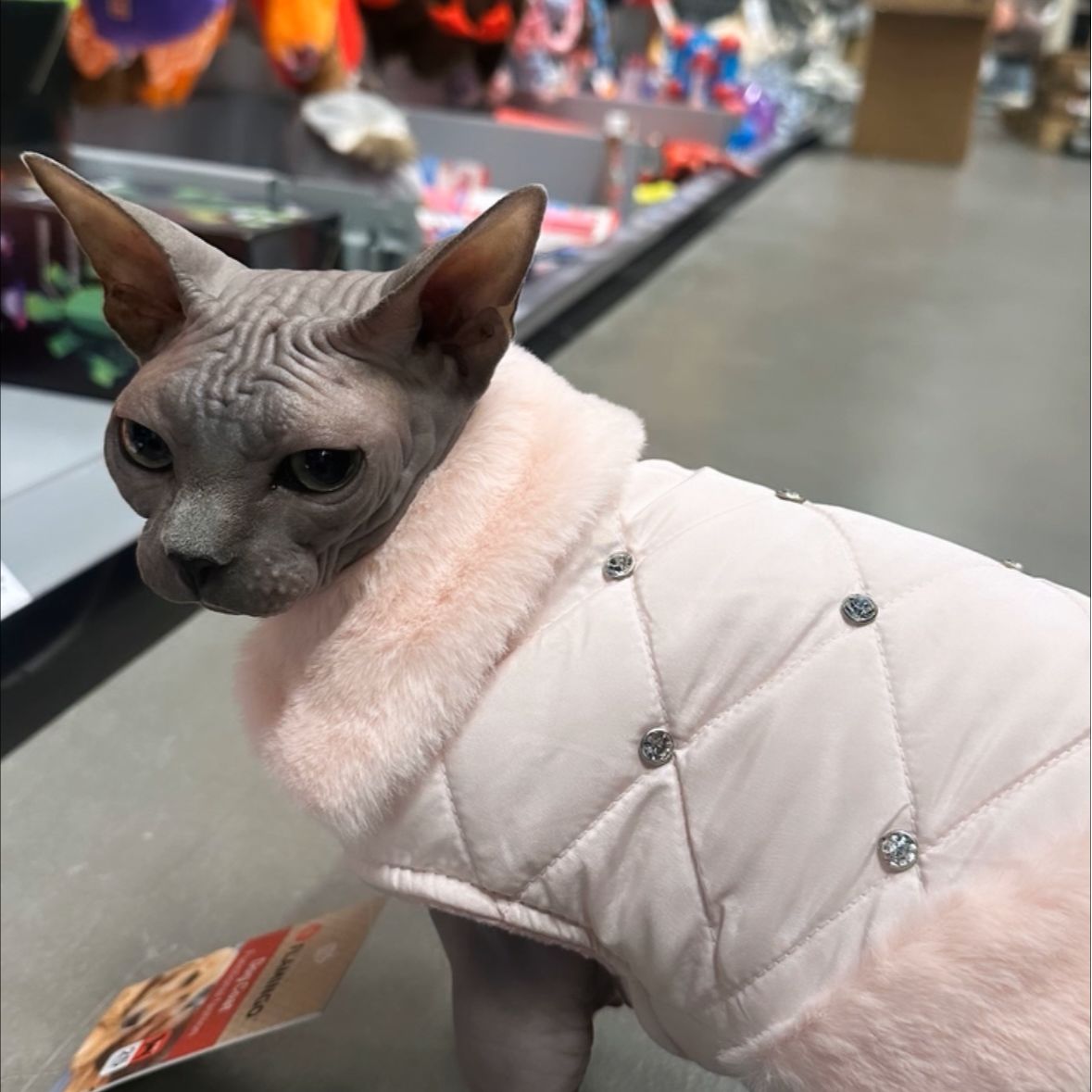 Bibi
