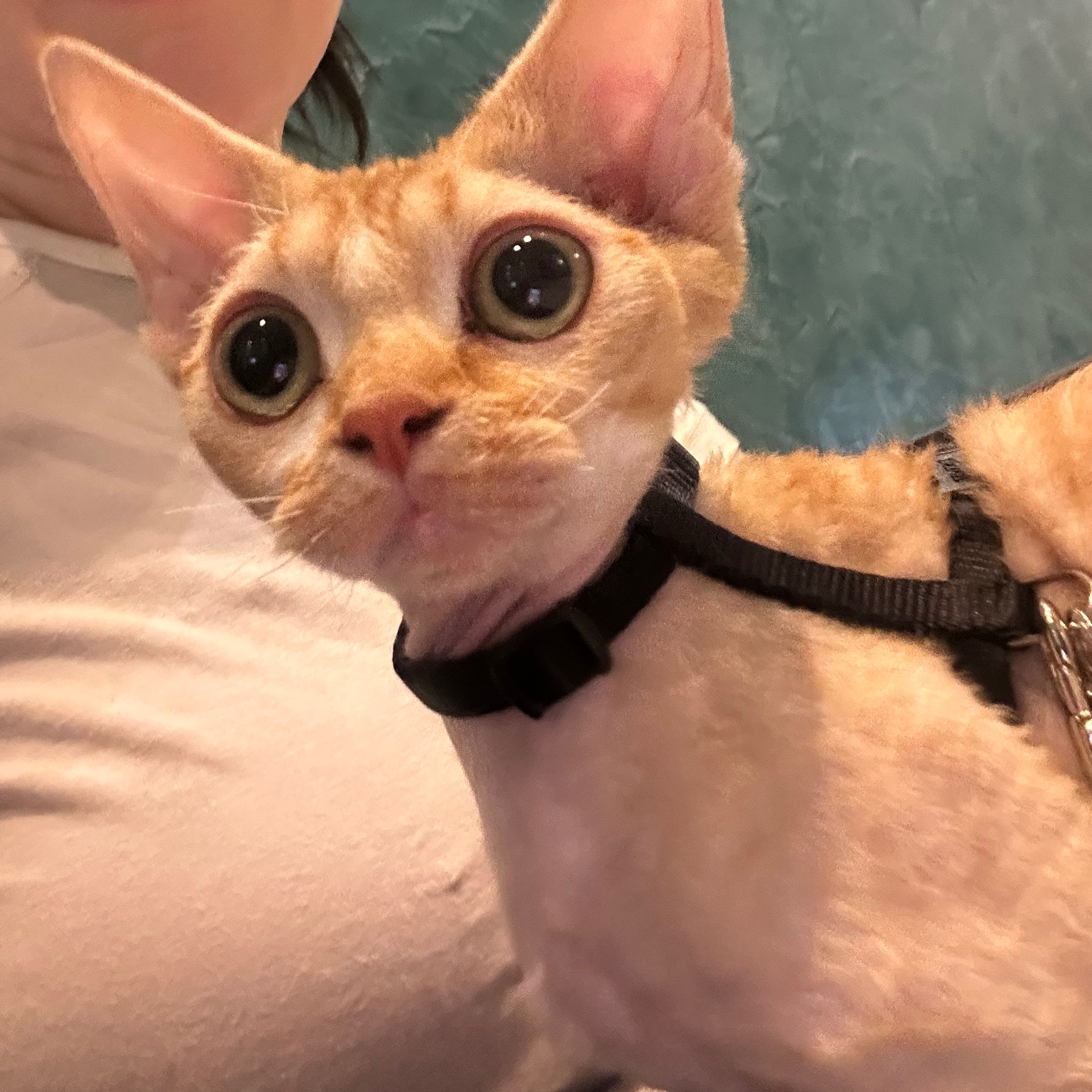 Lola