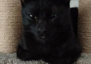 Gatto