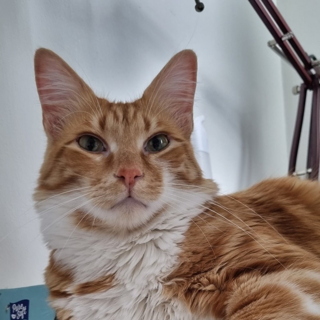 Nacho
