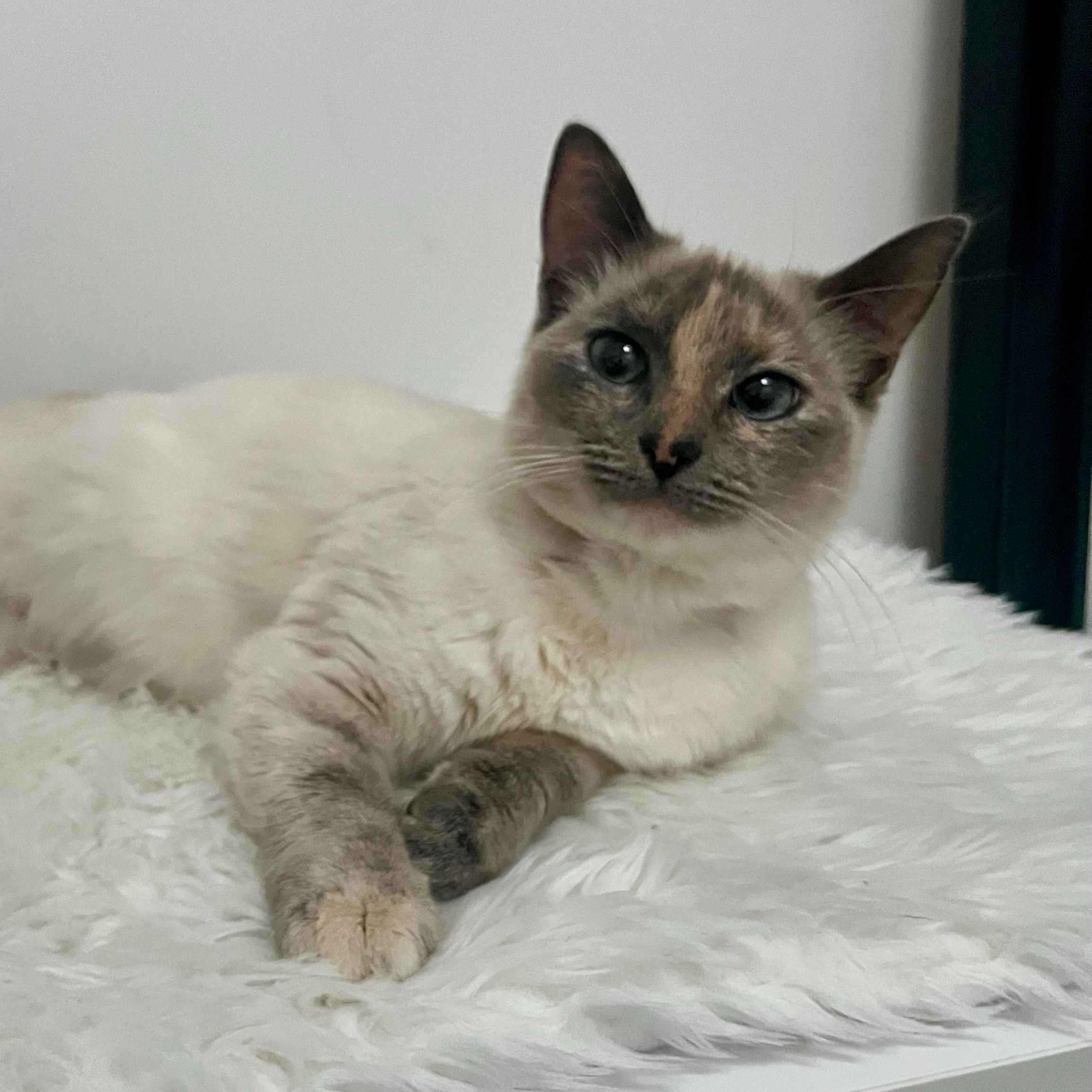 Mia