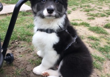 Shiro