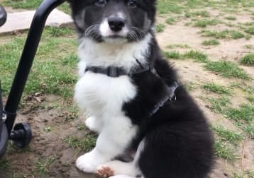 Shiro