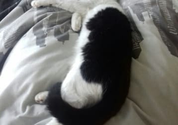 Freyja