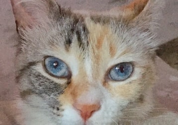 Tenéro, soia, Berni e ariel