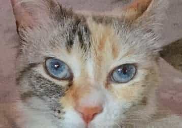 Tenéro, soia, Berni e ariel