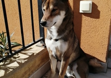 Kuma 