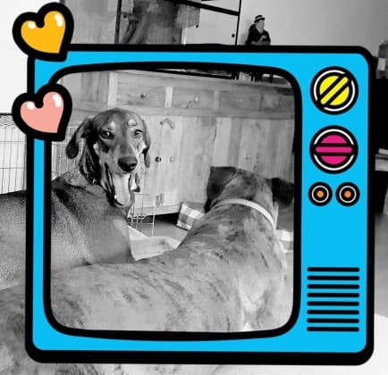image-43